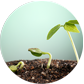 grow