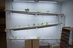 Each classroom features an indoor hydroponic garden, and our children learn about growing plants indoors